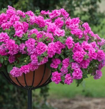 Petūnija 'Tumbelina Candyfloss' (pieejams no jūnija)